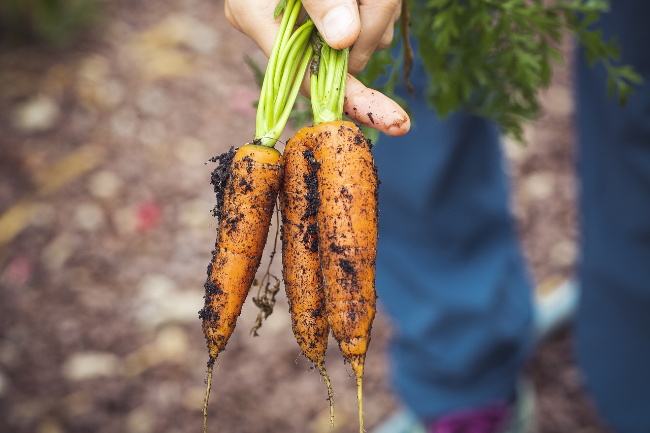 How to Grow Vegetables in Raised Garden Beds